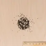 Fleurs - Célosie à Panache Variée - MEDIA_3D